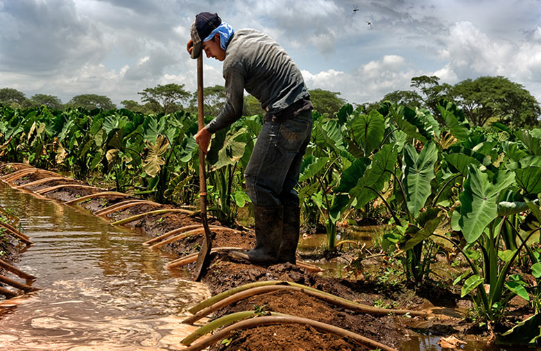 Un homme travaille avec une pelle sur un petit fossé d'irrigation d'où partent de nombreux tuyaux vers un champ cultivé.